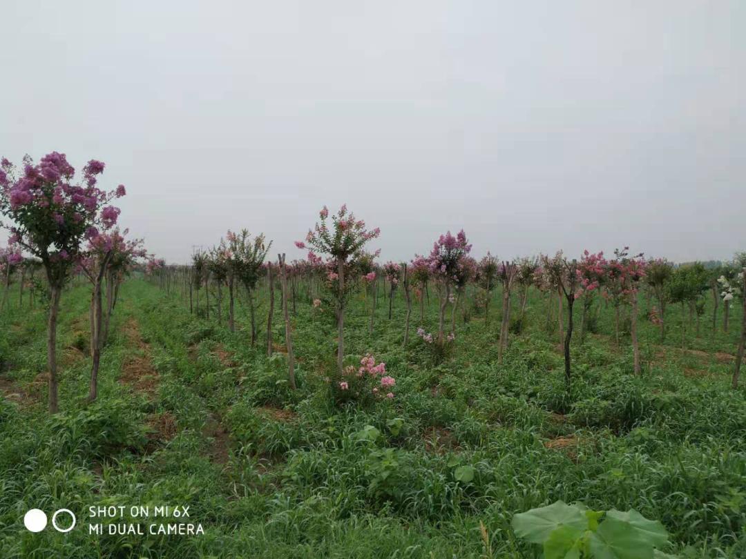 魅力北庄大块镇村庄风采展示,魅力陈堡大块镇村庄风采展示