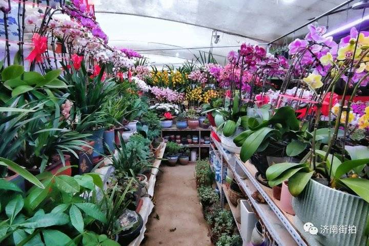 济南花卉市场哪个最大最出名,开放的济南花卉市场有哪些