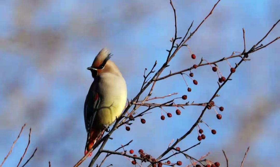 春节不打烊随心玩,内蒙古就地过年