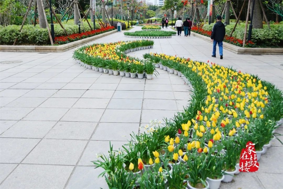 福州郁金香沙滩公园,福州温泉公园郁金香盛开