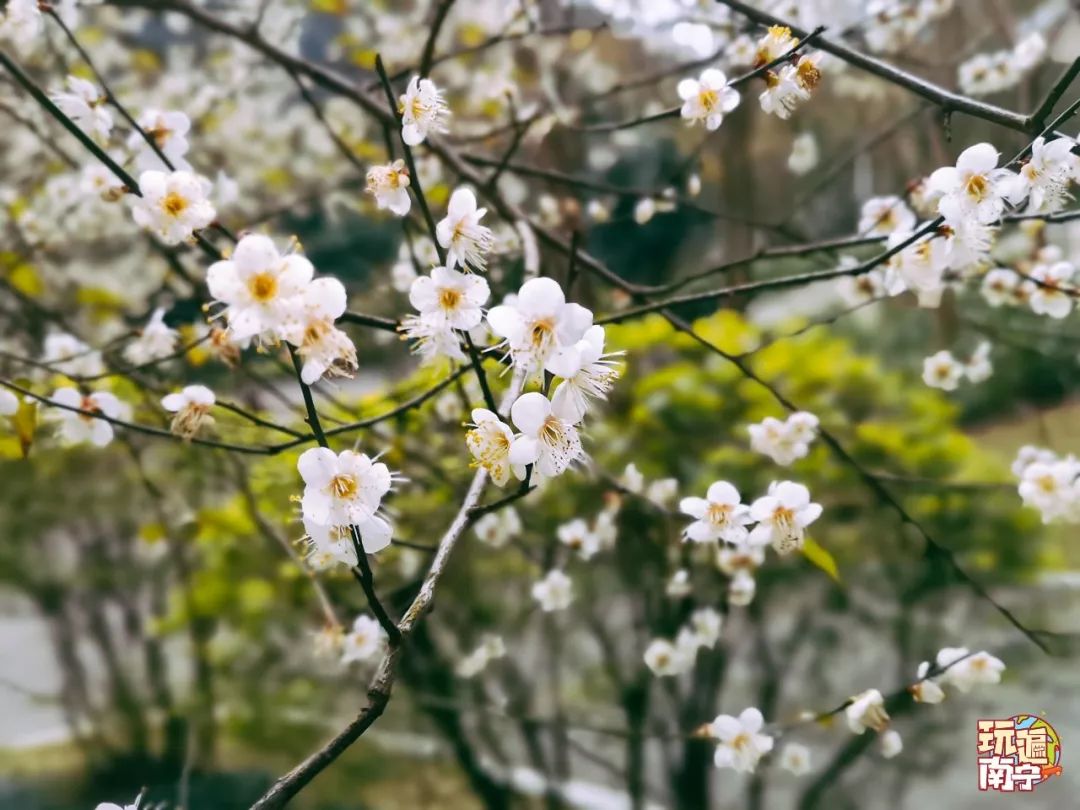 南宁赏花2022,赏花攻略南宁