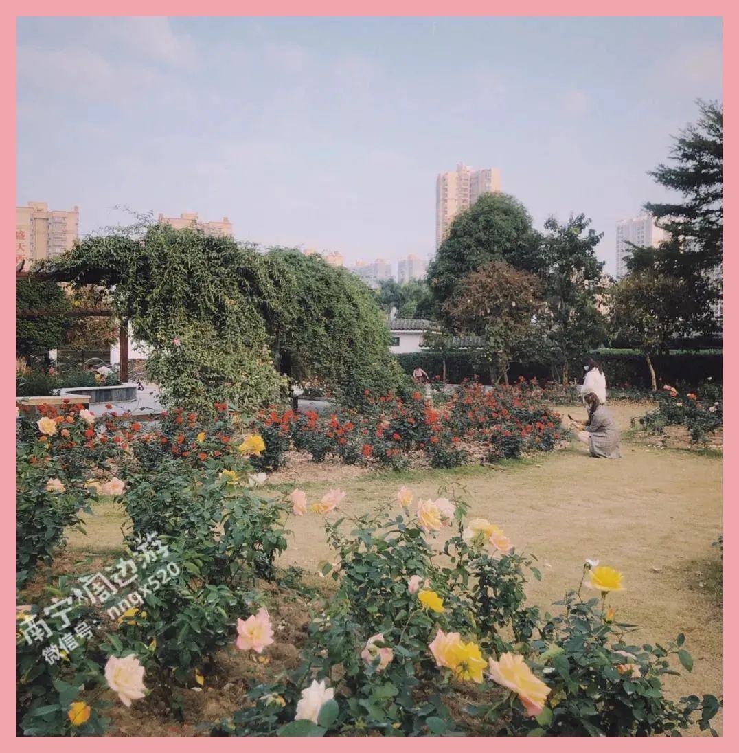 南宁赏花2022,赏花攻略南宁