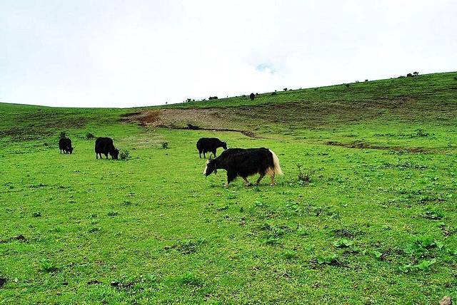 云南7日自由行最全攻略,云南8日自由行攻略