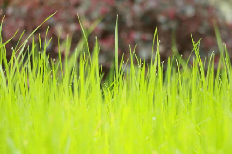 执手春天灼灼其华——咔嚓社最美遇见之寻找校园春意篇