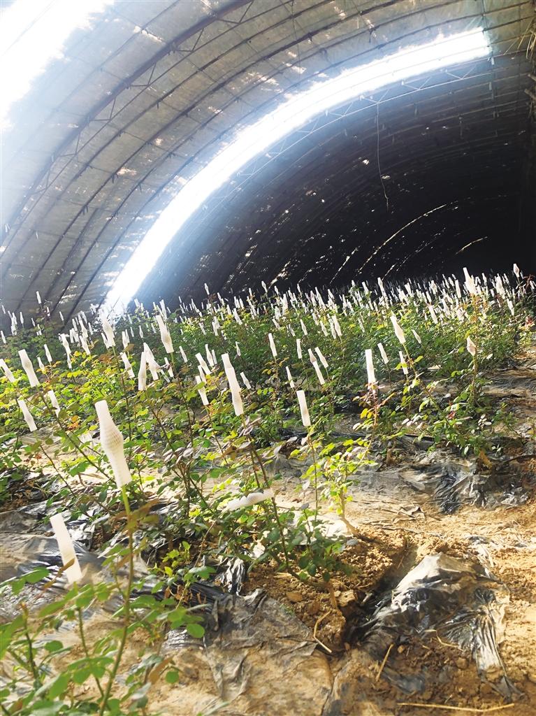 高新区项目巡礼,兰州市发展成就巡礼主题活动启动