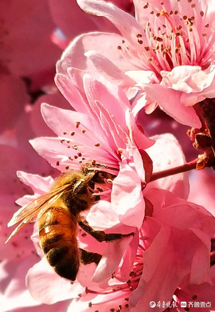 情报站｜临沂美人梅肆意开放，蜜蜂花间飞舞采蜜忙