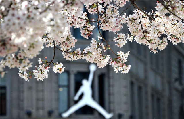 哪些樱花可以食用,樱花是否可以食用