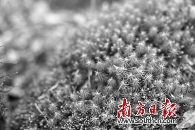 南岭有几个博物馆,南岭古城文化博物馆