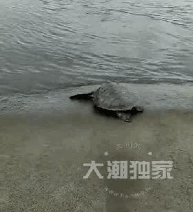 濂冲瓙瀹朵腑鎯婄幇绁炵鐢熺墿,濂冲瓙鍙戠幇鏌滃瓙閲屾湁鎬０