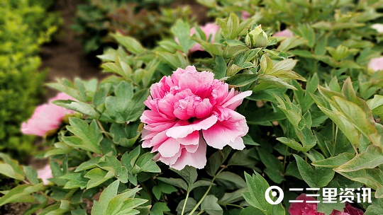 蜜蜂花间采蜜技巧,蜜蜂什么时候能采蜜呀图片