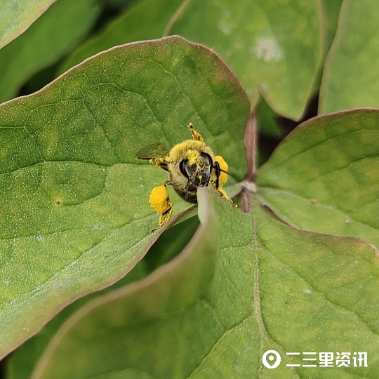 蜜蜂花间采蜜技巧,蜜蜂什么时候能采蜜呀图片