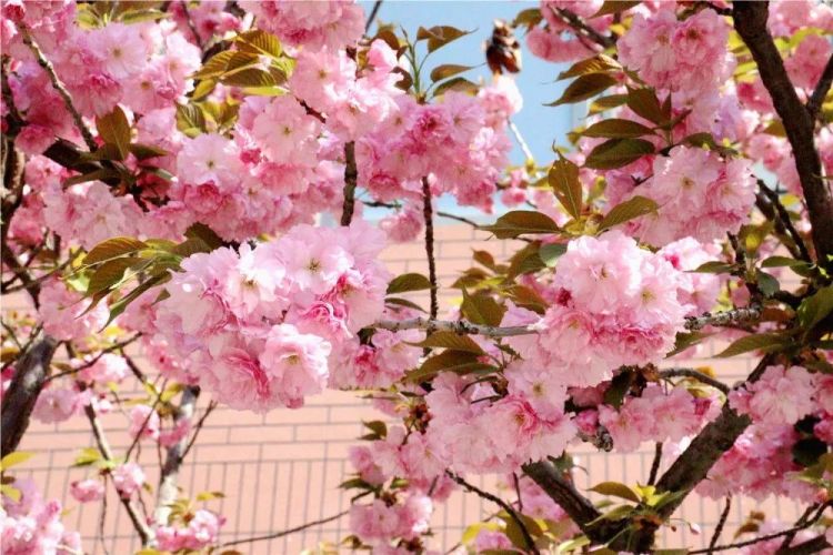 淄博五月樱花,淄博人山人海的樱花节