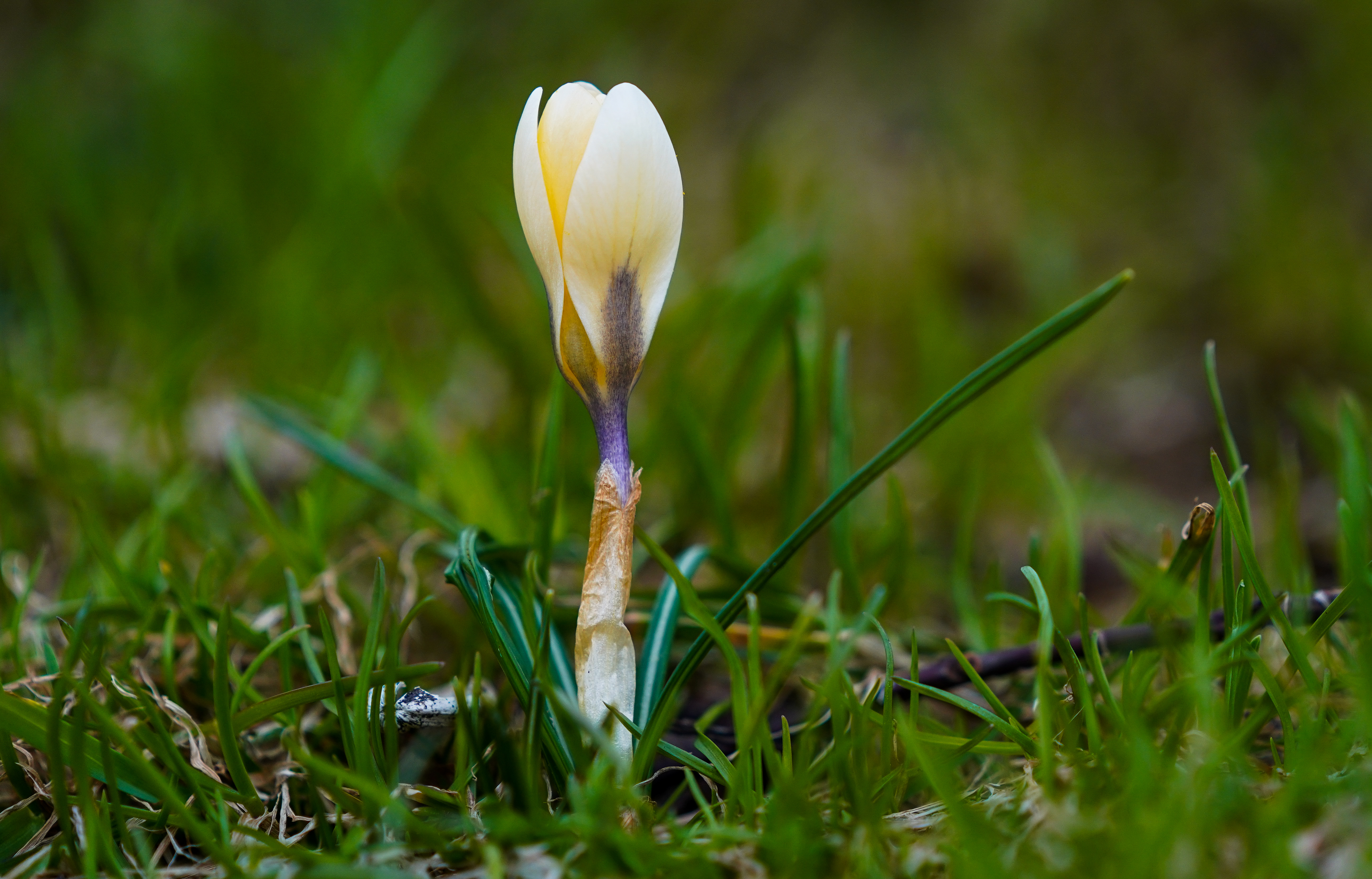 俄罗斯番红花功效,俄罗斯番红花展会