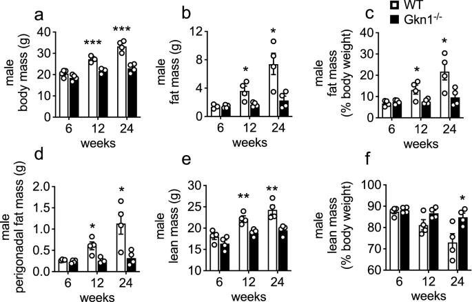 关闭一种胃蛋白似乎有助于调节小鼠的肥胖症