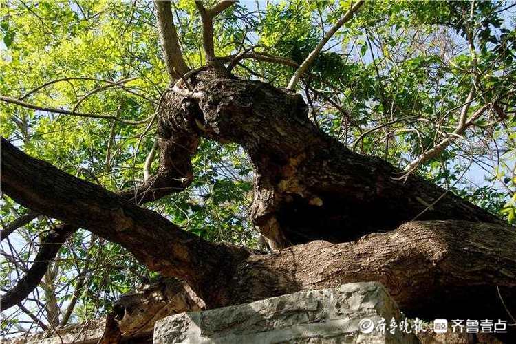 花开齐鲁｜古树又逢春！济南平阴一棵500余年国槐神奇冒新枝