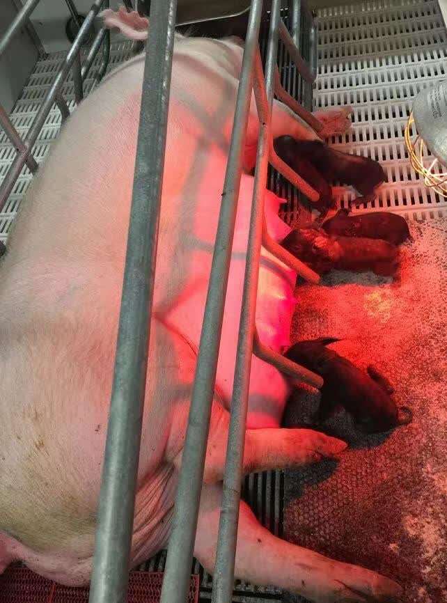 南京农业大学杂交水稻,南京农业大学遗传育种与繁殖