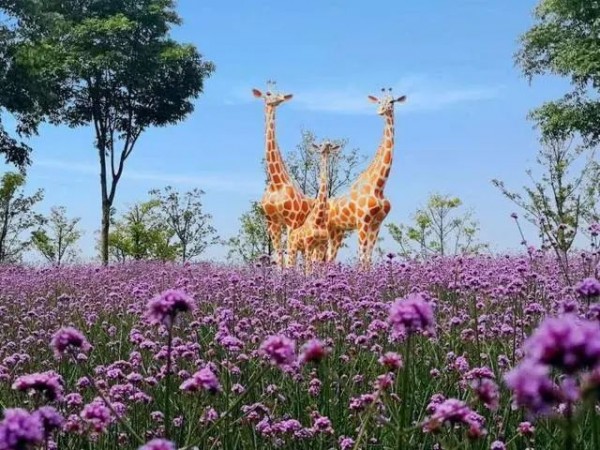 上海紫色花海熏衣草公园,上海最大的薰衣草