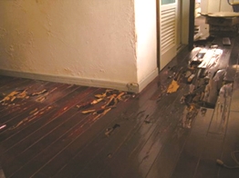 白蚁怎么防治最有效,白蚁怎么防治最好最简单的方法