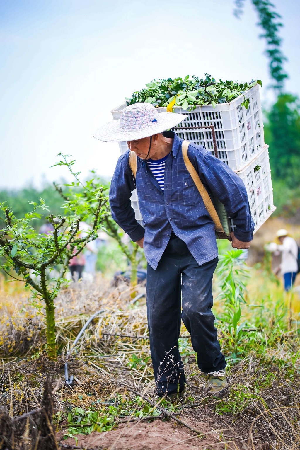 自贡市沿滩区农业振兴,自贡市沿滩区乡村振兴项目