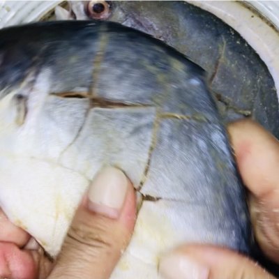 臭小苏说,想吃“红烧鲳鱼”啦