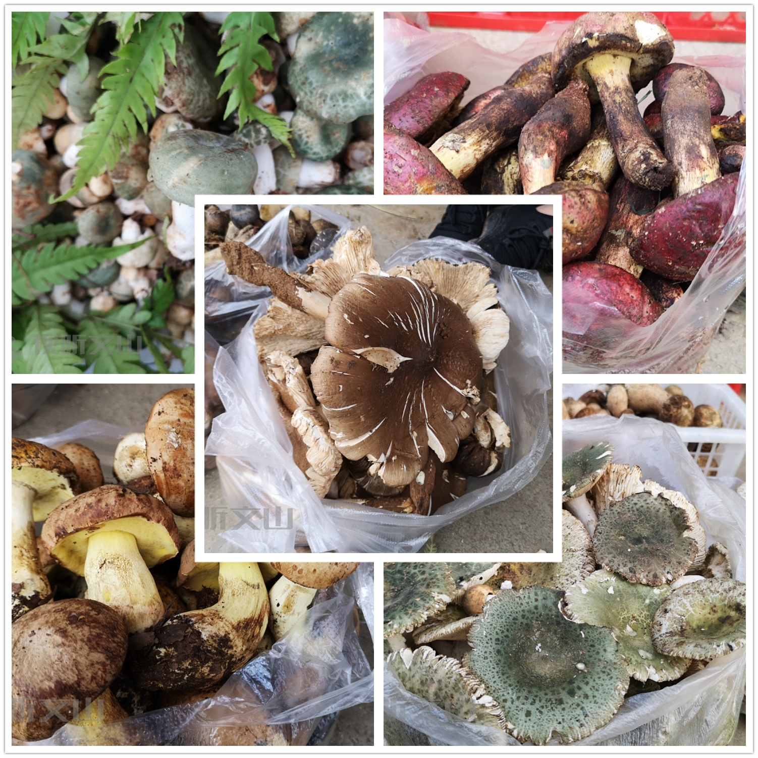 2021年文山野生菌上市情况,文山野生菌已陆续上市