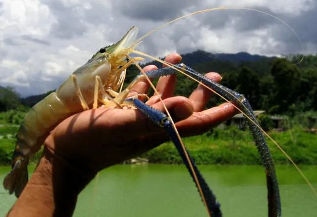 一只虾引发的故事,一只虾引起的矛盾