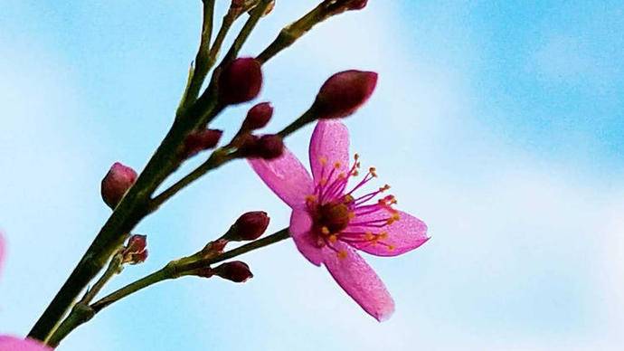 土人参开花是什么样子,土人参开花视频