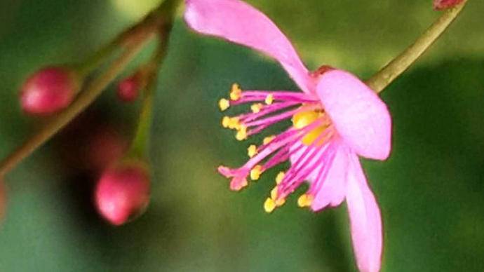 土人参开花是什么样子,土人参开花视频