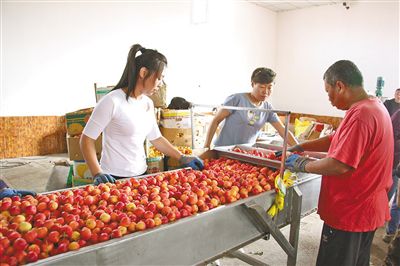 小沙果成了“金果果”