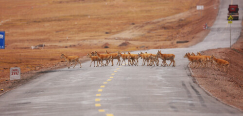 藏羚羊迁徙之谜原因,藏羚羊为什么被称为高原精灵