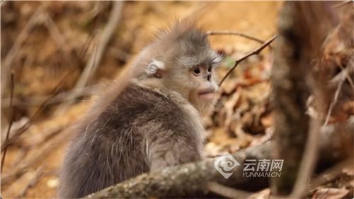 「云视角」在海拔3000米种一棵树有多难？云龙：修复生态廊道促进滇金丝猴群基因交流