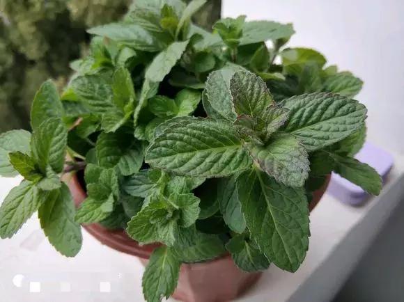 春天养一盆草花,养这4种花放松安神能睡更香