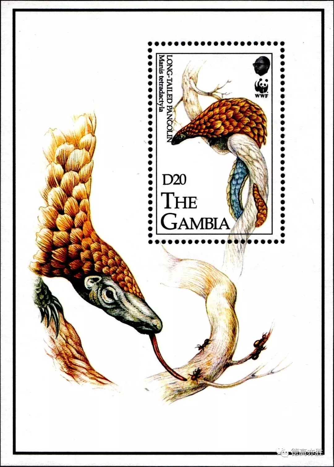 童正祥：邮票上的穿山甲故事