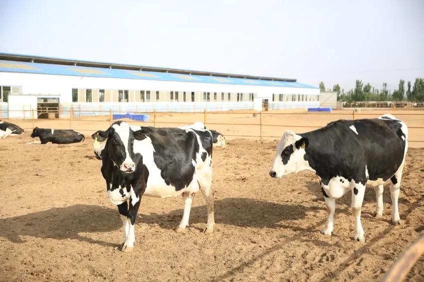 零售圣牧牛奶,圣牧牛奶销售市场前景