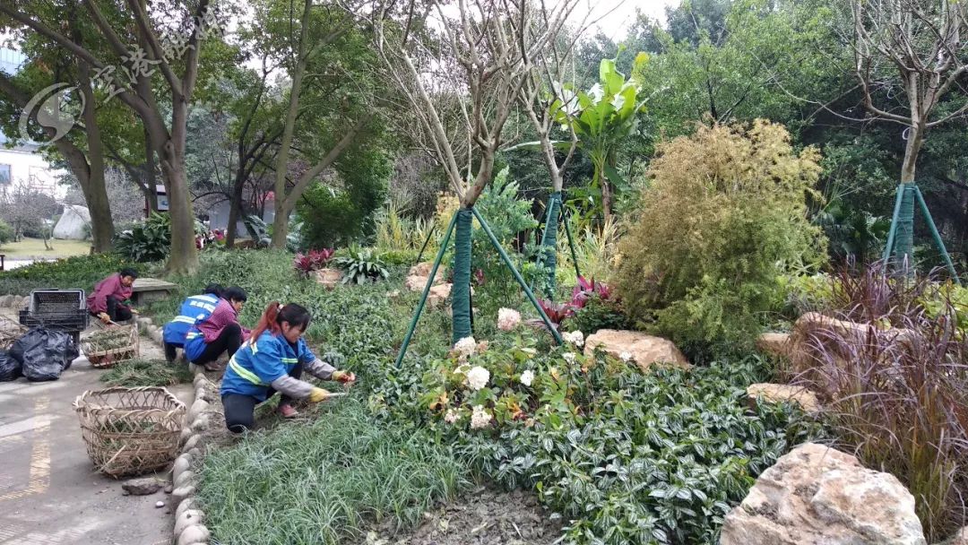 美了美了！涉及双流四个街区，34条街道！在你家附近吗？