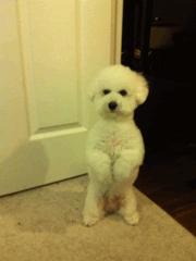 狗子绝育后的绝望,狗子绝育是不是就安稳了