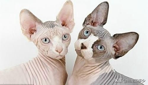 全身无毛只有头上一撮毛的猫,全身雪白生活在水里的猫