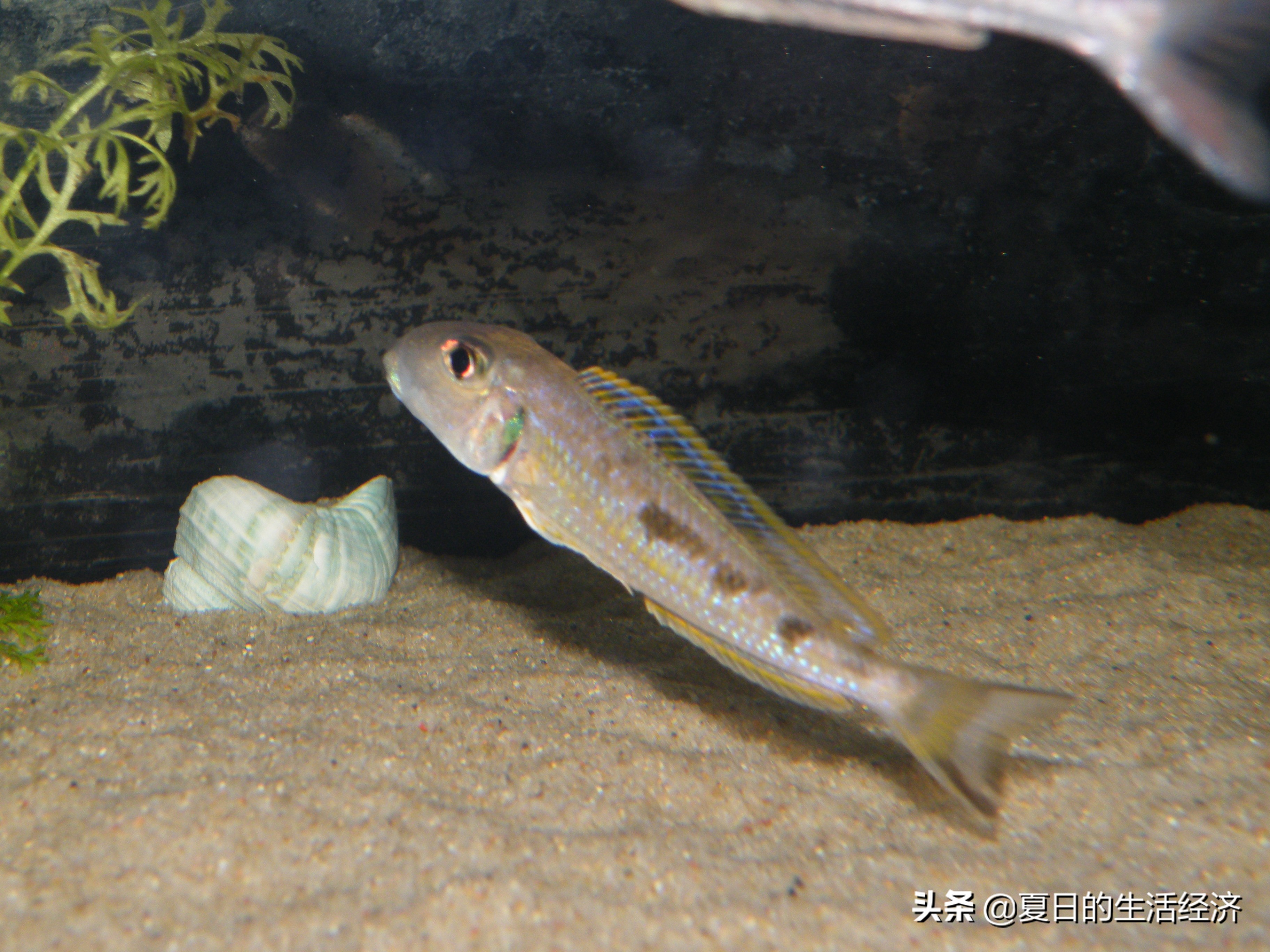 回忆三湖,三湖慈鲷纪念