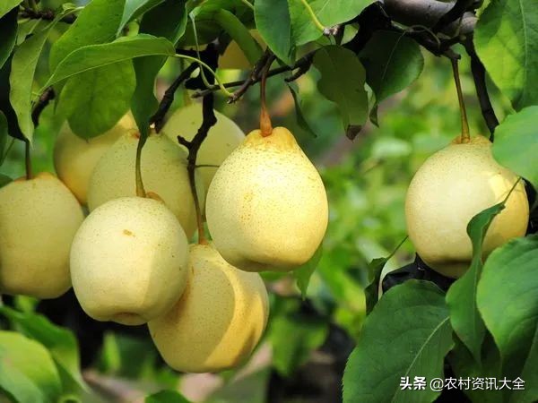 2020年，农民种植的4个新风向，低成本风险低收益高，大家可参考