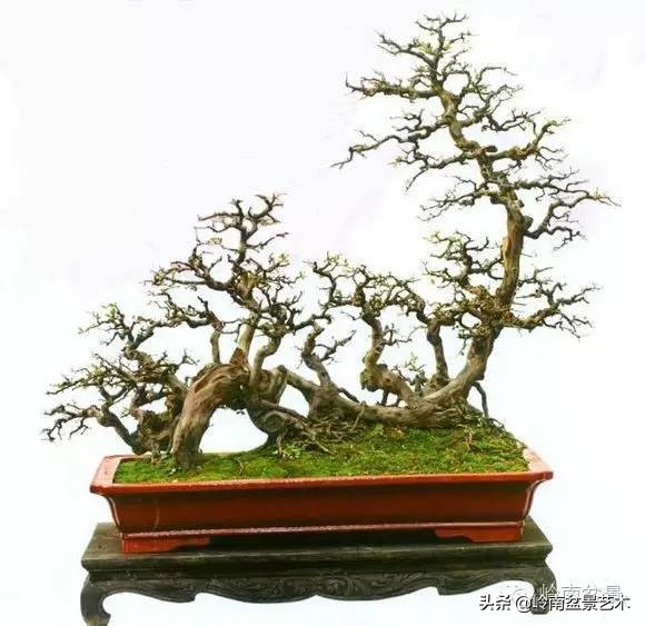 精品雀梅盆景名称,值得收藏的盆景作品欣赏