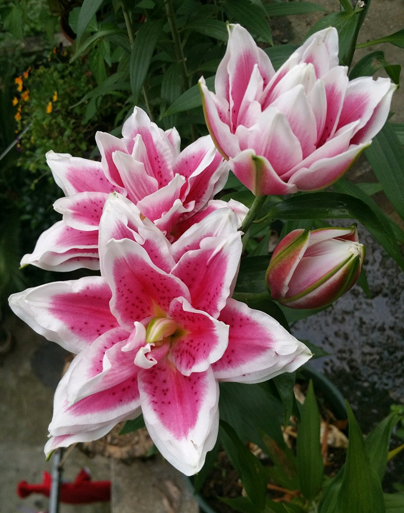 水养百合花苞快速开花,百合花苞期施什么肥