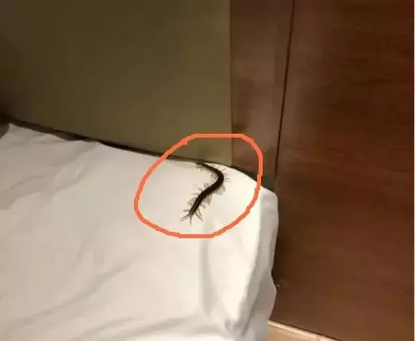 当蜈蚣遇到南方蟑螂会怎样,南方的大蟑螂有多可怕