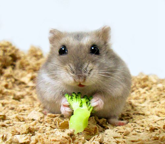 紫仓拒吃高价鼠粮，从小挑食愁坏主人，明白4点原因才能纠正