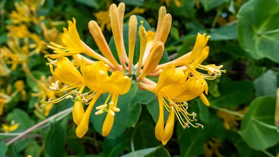 美容养颜抗衰老的保健品推荐知乎,美容养颜类营养保健品有哪些品牌