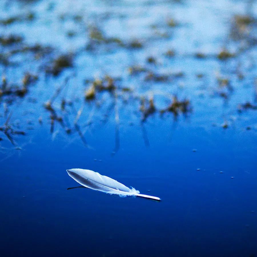 小林｜常恐秋风早，飘零君不知