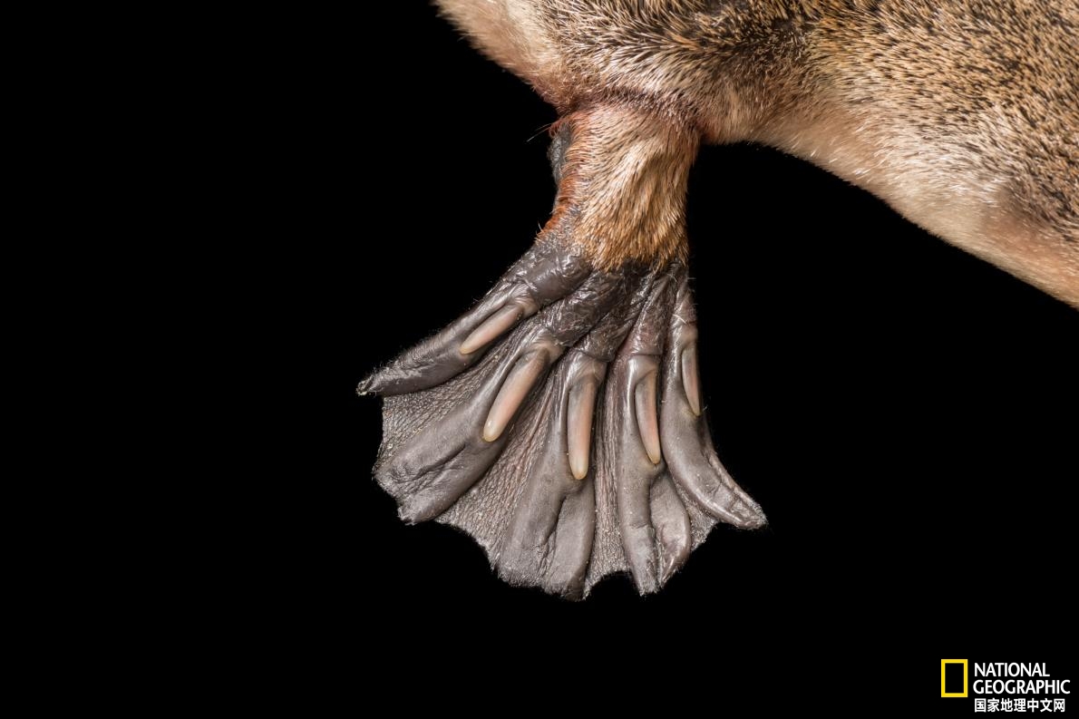 鸭嘴兽可能还存在吗,鸭嘴兽有毒为什么还要濒临灭绝