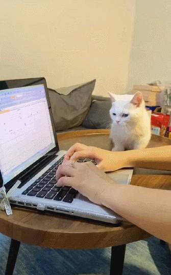 猫和老虎能杂交生育吗,猫和老虎可以生育吗