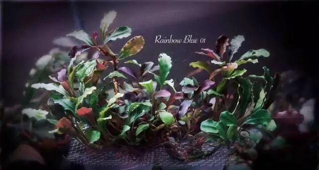 卡佩特k5辣椒榕为什么这么贵,辣椒榕k5为什么贵