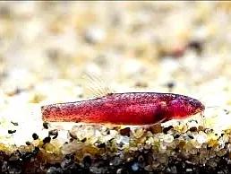 野生泥鳅品种图片大全大图,最大的泥鳅图片大全