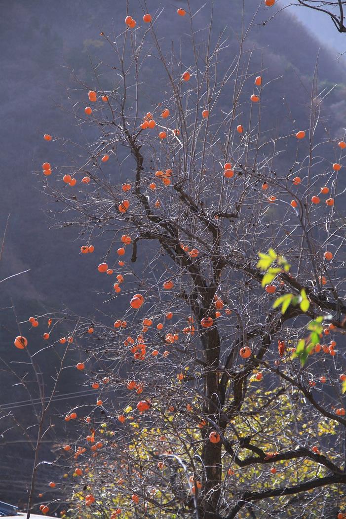 影像记录｜遇见最后一抹秋色——承德兴隆陡子峪乡蜂洞子